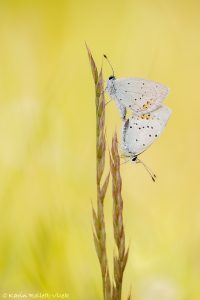 Cupido argiades / Kurzschwänziger Bläuling / Short-tailed blue