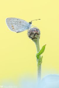 Cupido argiades / Kurzschwänziger Bläuling / Short-tailed blue