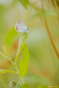 Cupido argiades / Kurzschwänziger Bläuling / Short-tailed blue