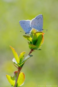 Celastrina argiolus / Faulbaumbläuling / Holly blue