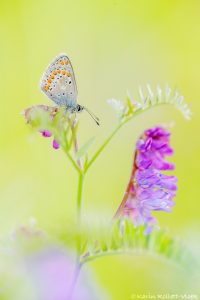 Aricia artaxerxes / Großer Sonnenröschen-Bläuling / Northern brown argus