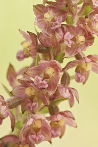 Epipactis atrorubens/ Braunrote Stendelwurz/ royal helleborine