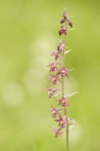 Epipactis atrorubens/ Braunrote Stendelwurz/ royal helleborine