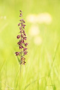 Epipactis atrorubens/ Braunrote Stendelwurz/ royal helleborine