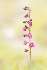 Epipactis atrorubens/ Braunrote Stendelwurz/ royal helleborine