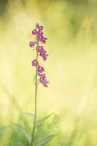 Epipactis atrorubens/ Braunrote Stendelwurz/ royal helleborine