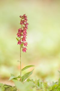 Epipactis atrorubens/ Braunrote Stendelwurz/ royal helleborine