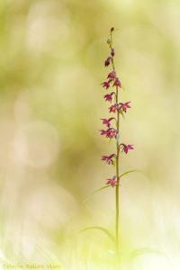 Epipactis atrorubens/ Braunrote Stendelwurz/ royal helleborine