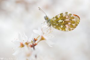 Anthocharis cardamines / Aurorafalter / Orange tip