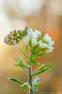 Anthocharis cardamines / Aurorafalter / Orange tip