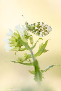 Anthocharis cardamines / Aurorafalter / Orange tip