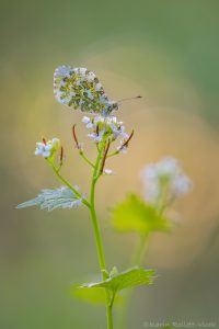 Anthocharis cardamines / Aurorafalter / Orange tip