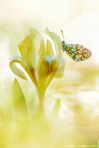 Anthocharis cardamines / Aurorafalter / Orange tip