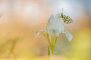 Anthocharis cardamines / Aurorafalter / Orange tip