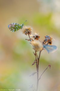 Anthocharis cardamines / Aurorafalter / Orange tip