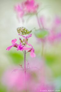 Anthocharis cardamines / Aurorafalter / Orange tip