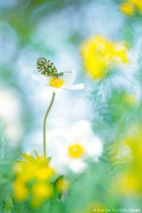 Anthocharis cardamines / Aurorafalter / Orange tip