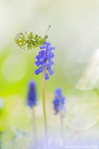 Anthocharis cardamines / Aurorafalter / Orange tip