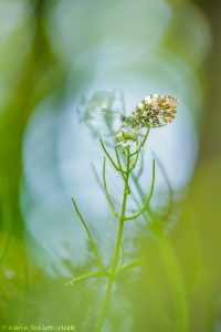 Anthocharis cardamines / Aurorafalter / Orange tip