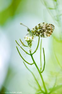 Anthocharis cardamines / Aurorafalter / Orange tip