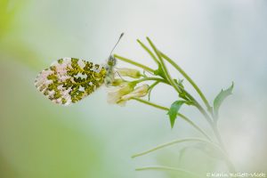 Anthocharis cardamines / Aurorafalter / Orange tip