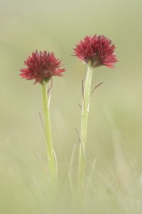 Gymnadenia austriaca / Österreichisches Kohlröschen