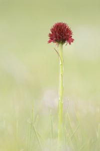 Oesterreichisches Kohlroeschen / Nigritella nigra subsp. austria