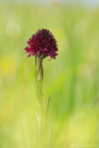 Gymnadenia austriaca / Österreichisches Kohlröschen