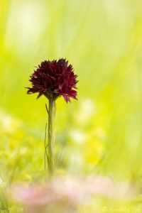 Gymnadenia austriaca / Österreichisches Kohlröschen