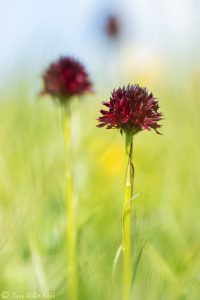 Gymnadenia austriaca / Österreichisches Kohlröschen