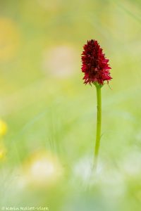 Gymnadenia austriaca / Österreichisches Kohlröschen