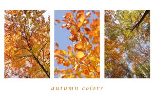 autumn colors II