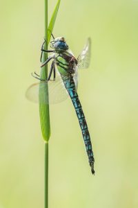 Brachytron pratense / Früher Schilfjäger