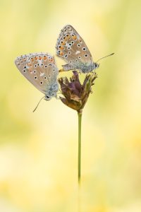 Lysandra bellargus / Himmelblauer Bläuling / Adonis blue