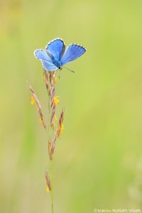 Lysandra bellargus / Himmelblauer Bläuling / Adonis blue