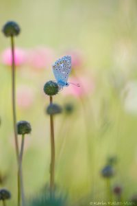 Lysandra bellargus / Himmelblauer Bläuling / Adonis blue