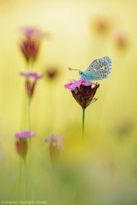 Lysandra bellargus / Himmelblauer Bläuling / Adonis blue