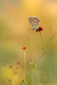 Lysandra bellargus / Himmelblauer Bläuling / Adonis blue