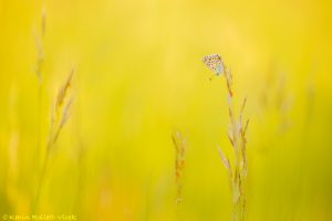 Lysandra bellargus / Himmelblauer Bläuling / Adonis blue