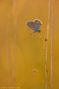 Lysandra bellargus / Himmelblauer Bläuling / Adonis blue