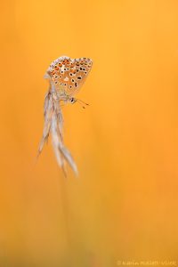 Lysandra bellargus / Himmelblauer Bläuling / Adonis blue