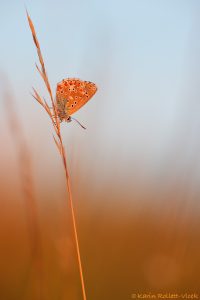 Lysandra bellargus / Himmelblauer Bläuling / Adonis blue