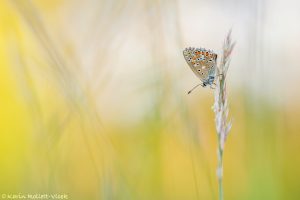 Lysandra bellargus / Himmelblauer Bläuling / Adonis blue