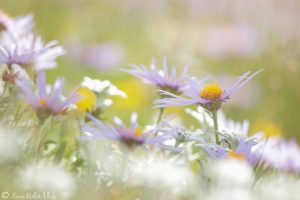 Aster amellus / Berg-Aster