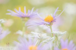 Aster amellus / Berg-Aster