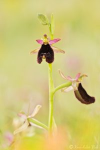 Ophrys bertolonii / Bertolonis Ragwurz / Bertoloni's Bee Orchid