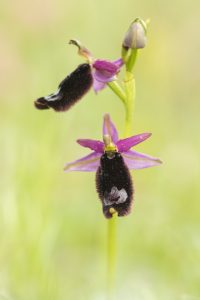 Ophrys bertolonii / Bertolonis Ragwurz / Bertoloni's Bee Orchid