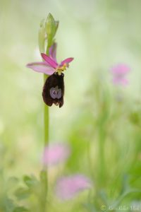 Ophrys bertolonii / Bertolonis Ragwurz / Bertoloni's Bee Orchid