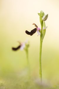 Ophrys bertolonii / Bertolonis Ragwurz / Bertoloni's Bee Orchid