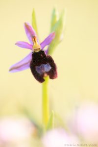 Ophrys bertolonii / Bertolonis Ragwurz / Bertoloni's Bee Orchid